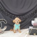 댕글멍글 이미지