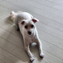 몽 그루밍 이미지