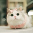 냥냥이네 이미지