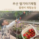 수꿀벌강정 | 부산 딸기따기체험 플랜비농장 3살아이랑 가볼만한곳 2025 겨울 프로그램 체험 후기