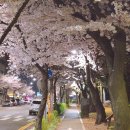 3907 | 부평 야장 거리 포장마차 밴댕이공원마차, 벚꽃뷰 1열 직관 솔직후기