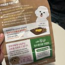 카페몽몽 | [구래동 애견카페 리뷰] 귀여운 댕댕이들과 함께 놀 수 있는 애견카페 ‘카페몽몽’ 내돈내산 후기