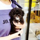 도그라이프행복분양 | 대구애견분양홍스퍼피:“사랑스러운 반려견을 만나보세요”