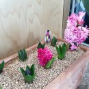 봄꽃에서첫눈까지 이미지