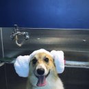 강아지 미용실 이미지