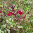 체리세이지 Salvia officinalis L. 이미지