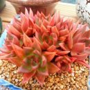 매실향기 이미지