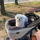 러빈펫(lovin pet) | 내가 필요해서 찾다가 정리하는 강아지 이지웨어 입히기 쉬운 옷.zip