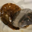 따뜻한 밥상 | 광주 매월동 맛집 온고당 따뜻한 약선밥상에 반한 재방문후기