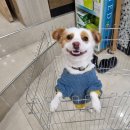 옥과동물병원 이미지