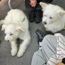 온새네 간식점 | 창동 반려동물 수제간식 전문점 <온새네 간식점>