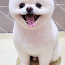 몽몽샵 이미지
