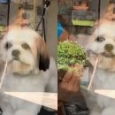 멍멍이 미용실 이미지