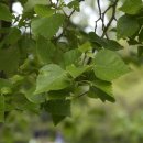 자작나무한의원 이미지