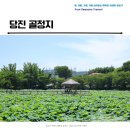 골정지 | 당진 골정지 연꽃 향기가 향긋해요