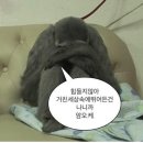성인정형외과