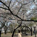 꽃보라하우스 | 대구 벚꽃명소 추천 | 신상카페 스펠링 하우스 후기!