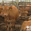 주민축산 이미지