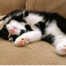 청춘 고양이 카페 이미지