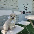 로제몽 | 고양애견카페 고양애견유치원 로제몽
