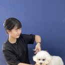 펫글타운 이미지