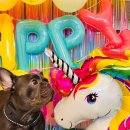 하트애견 이미지