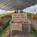 제주더아르테미스
