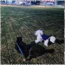 메가펫 애견호텔 이미지