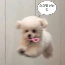 지원하다 | 미친토익 - 지원하세영 토익 특강 후기😇🩷