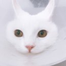 라라네샵
