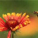 벌떼축산 이미지