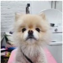 오늘도예쁘개 네이버블로그