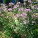 꽃순이농장 이미지