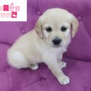 내품안의반려견 - 은평구 연서로27길 14 | 서울강아지분양 내품안의반려견 솔직 후기