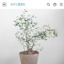 브리스 플랜트