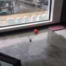 언니네 애견샵 이미지