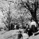 무심천 벚나무길 이미지