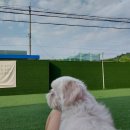 아리댕댕애견카페 이미지