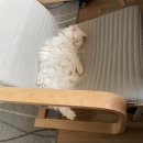 생각이크는작은도서관 | 얼떨결에 집사가 된 포조의 냥줍 일기🐈‍⬛ 아기 고양이 최시루(1)