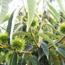 늘밤농원 이미지