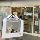 인동19길-1 | 구미 강아지 케이크 오야츠 수제간식 전문 후기 추천