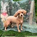 개르띠에 이미지