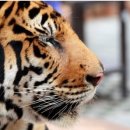 하룻강아지 이미지