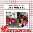 새터농장 | 안산 대부도 딸기수확체험 : 새터소망농원