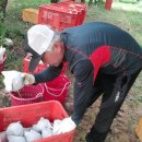 최상배농장 이미지