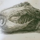 소묘/수채화 이미지