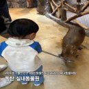 재미통통 책놀이터 | 추운 겨울 화성 동탄 실내동물원에서 먹이주기 동물체험해요