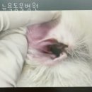 뉴욕동물병원 이미지
