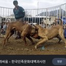 인간이 추악한 동물임을 보여주는 닭싸움, 투계 이미지