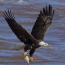 Bald eagle 이미지